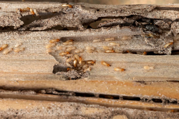 Best Residential Pest Control  in Newfoundland, NJ
