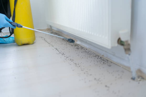Flea Control Services in Newfoundland, NJ